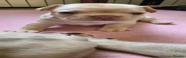French Bulldog 1