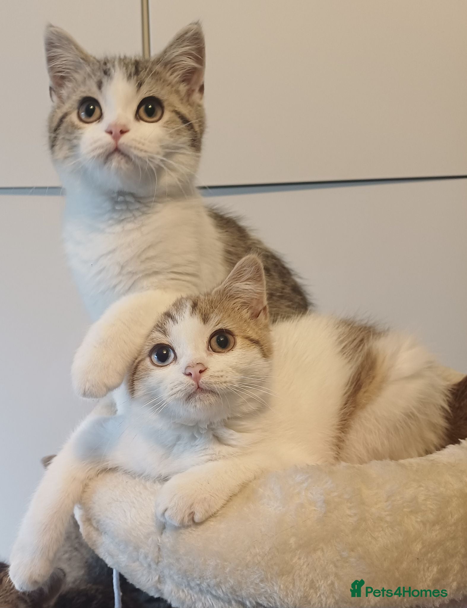 British Shorthair cats Ready to leave🐱 - Advert 3
