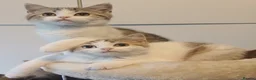 British Shorthair cats for sale: Ready to leave🐱 - Advert 1