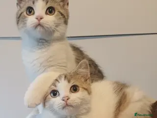 British Shorthair cats Ready to leave🐱 - Advert 3