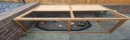 Tortoise reptiles for sale: Horsefield tortoise in Peterlee - Advert 4
