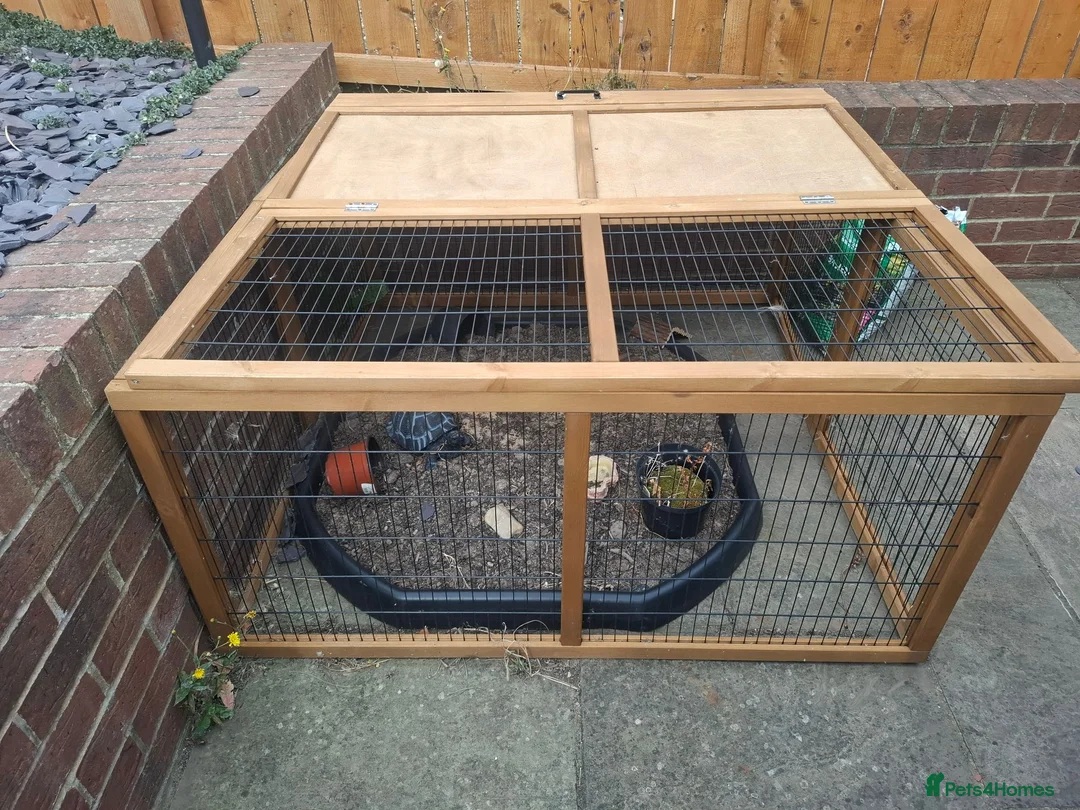 Tortoise reptiles for sale: Horsefield tortoise in Peterlee - Advert 4
