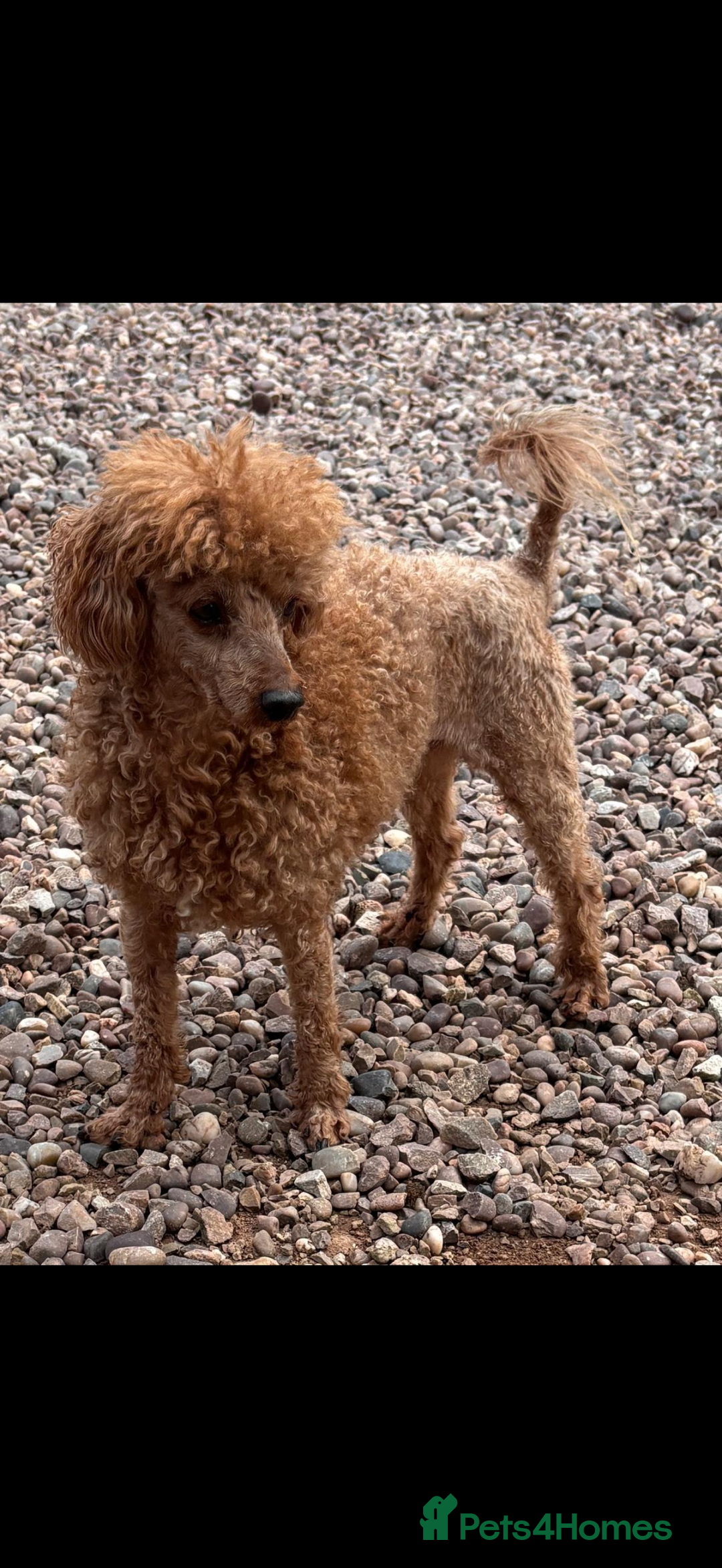 Toy Poodle dogs for sale: Beautiful toy poodles  - Advert 13