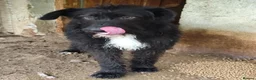 Mixed Breed dogs for adoption: MIRANDA - Advert 4