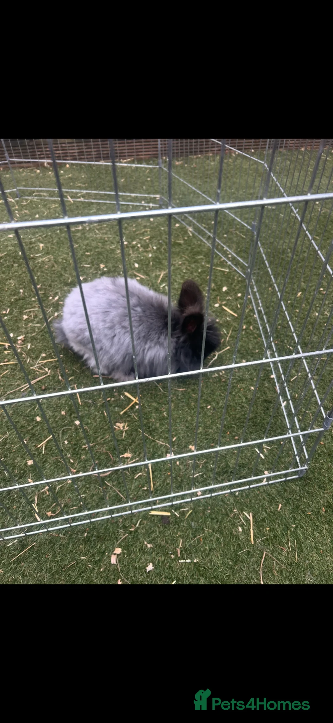 Angora rabbits for sale: Angora buck and baby’s for sale  - Advert 2
