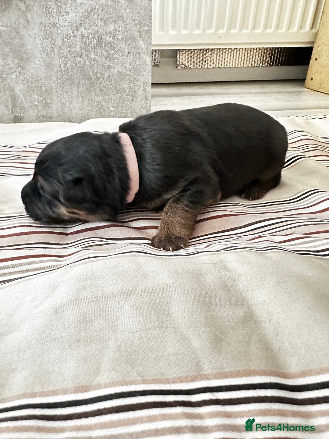 German Shepherd dogs for sale: KC German Shepherd puppies - Image 13
