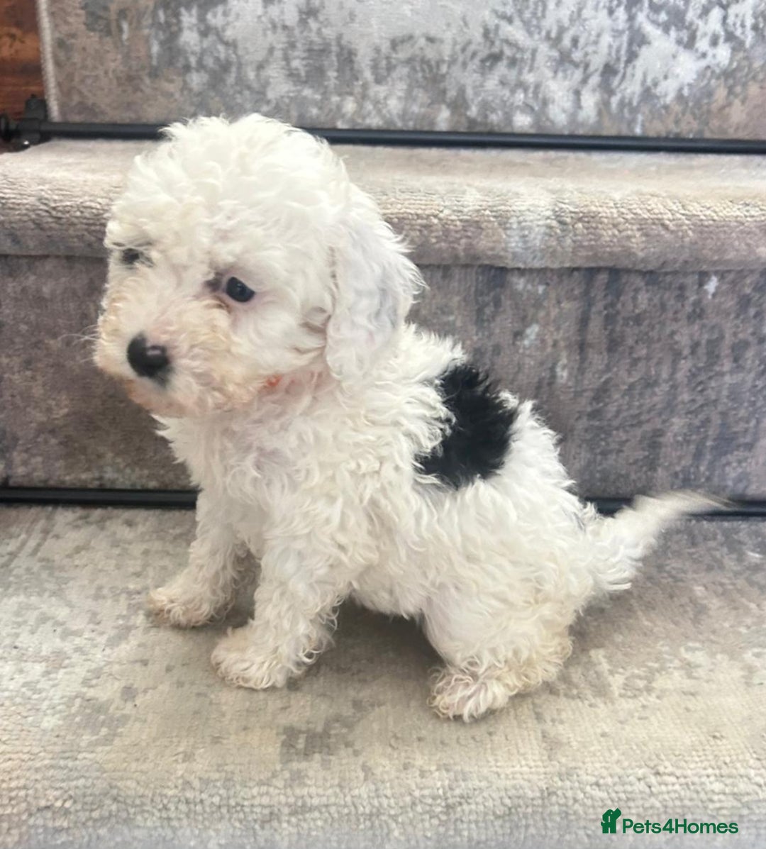 Mixed Breed dogs for sale: Adorable Toy/Miniature Poodle Puppies–Ready 27/9  - Image 7