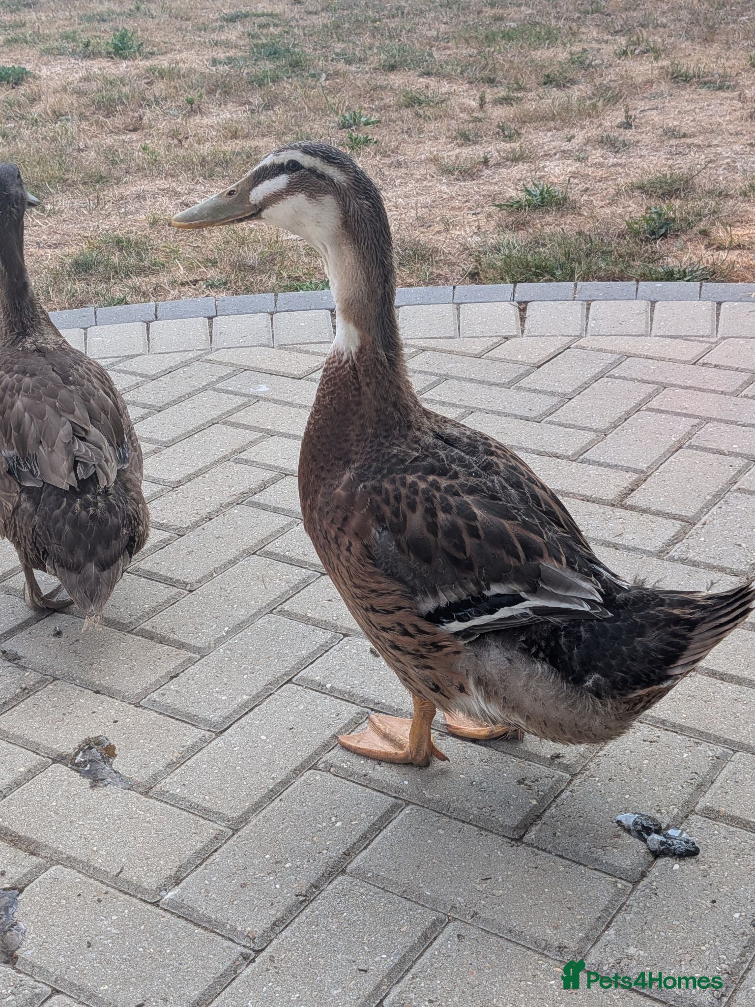Ducks poultry Drake for rehoming (free) - Advert 4