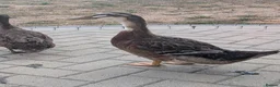 Ducks poultry for sale: Drake for rehoming (free) - Advert 1