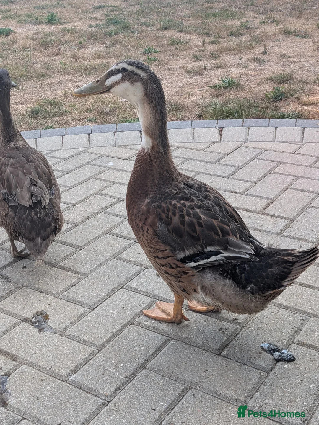 Ducks poultry for sale: Drake for rehoming (free) - Advert 1