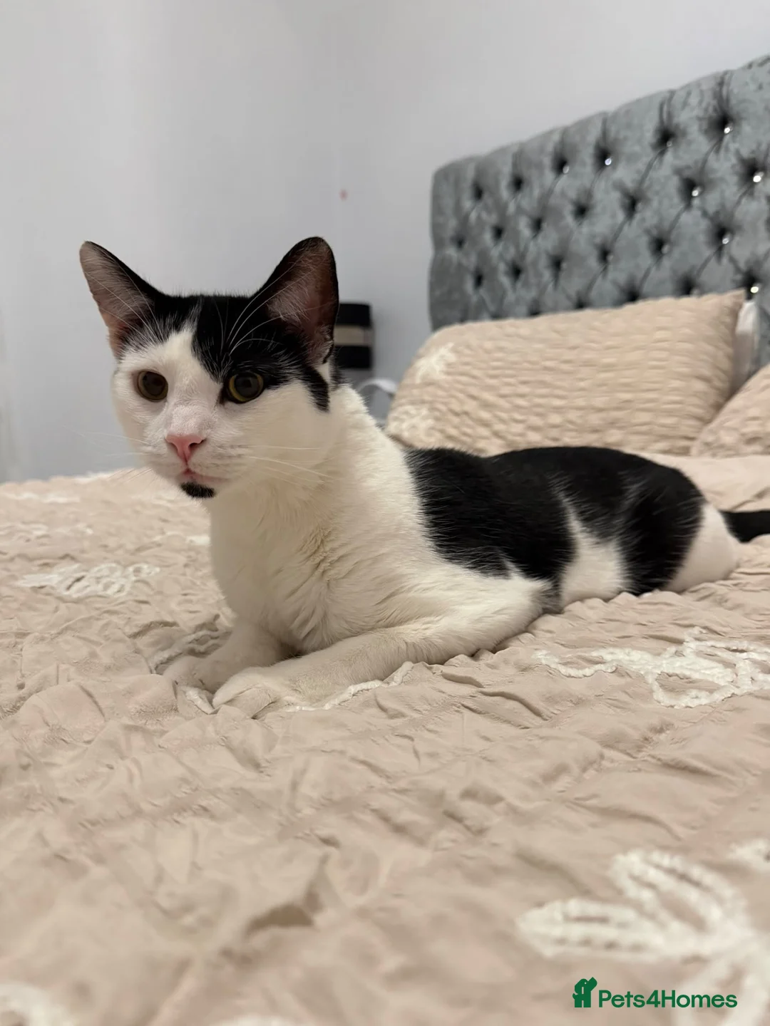 Mixed Breed cats for sale: Male cat. - Advert 4