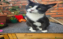 British Shorthair cats for sale: Black and white cat - Image 2