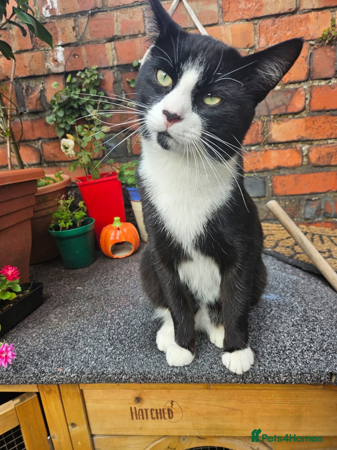 British Shorthair cats for sale: Black and white cat - Image 2