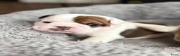 English Bulldog dogs for sale: 9 weeks old english bulldog girl puppy - Advert 5