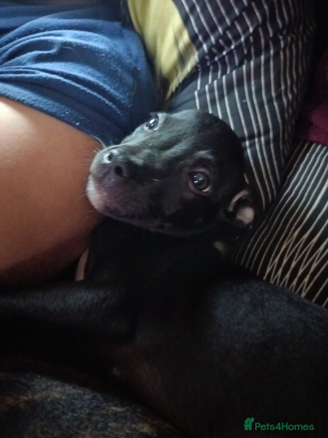 Mixed Breed dogs for sale: Staffy cross  - Image 2