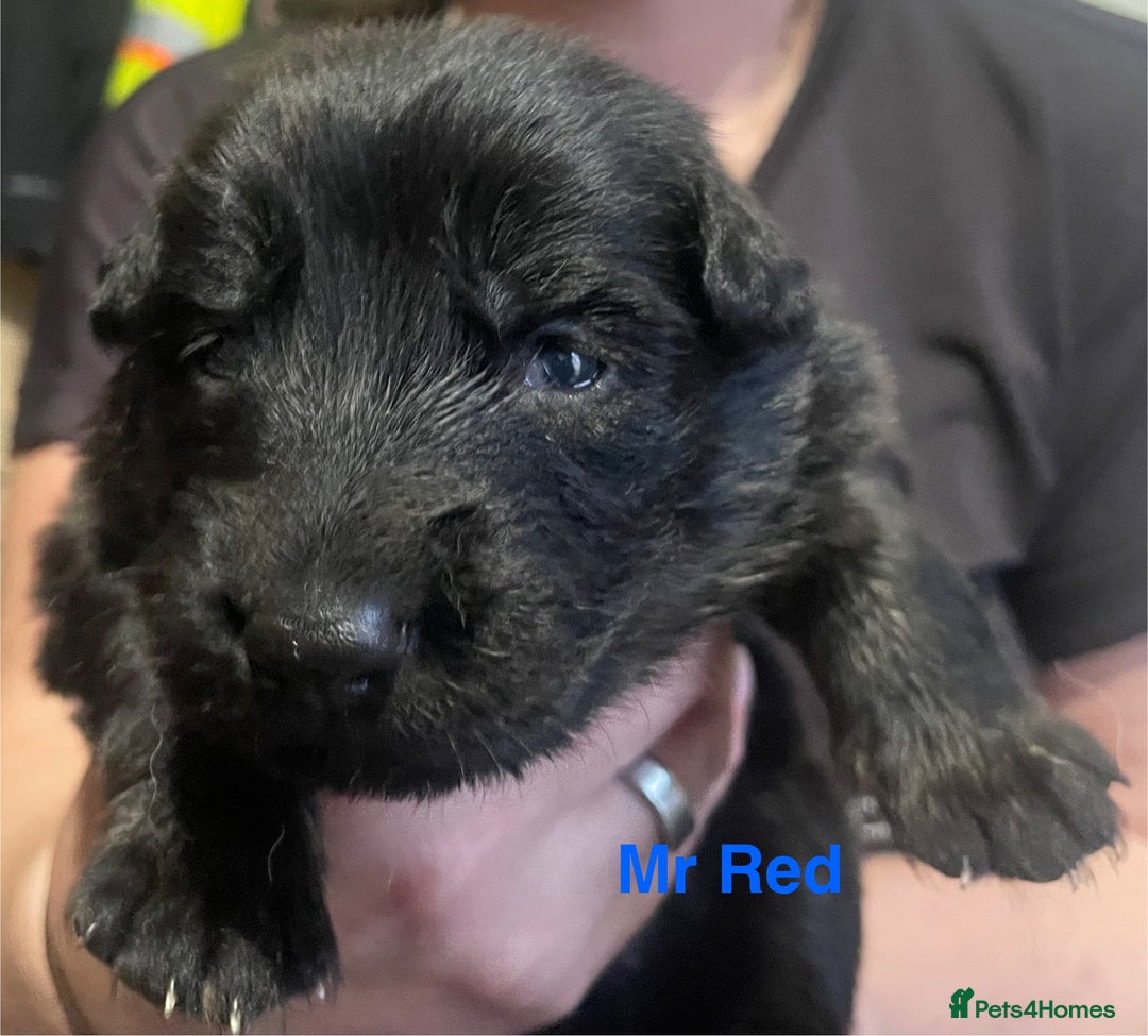 German Shepherd dogs for sale: Straight-topline German Shepherd puppies - Image 4