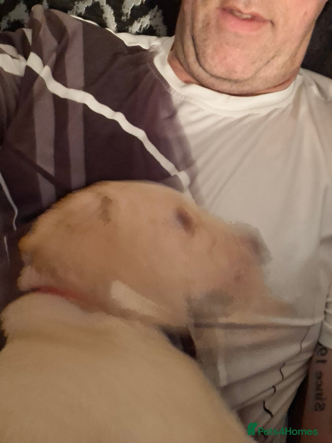 Labrador Retriever dogs for sale: Labrador puppies - Advert 20