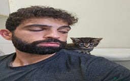 Mixed Breed cats for sale: Free kitten - Image 9