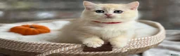 British Shorthair cats for sale: 💛Premium golden chinchilla bsh kittens 💛 - Advert 29