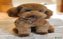 Cockapoo dogs for sale: Extensively health tested F1b Faux red cockapoo - Image 6
