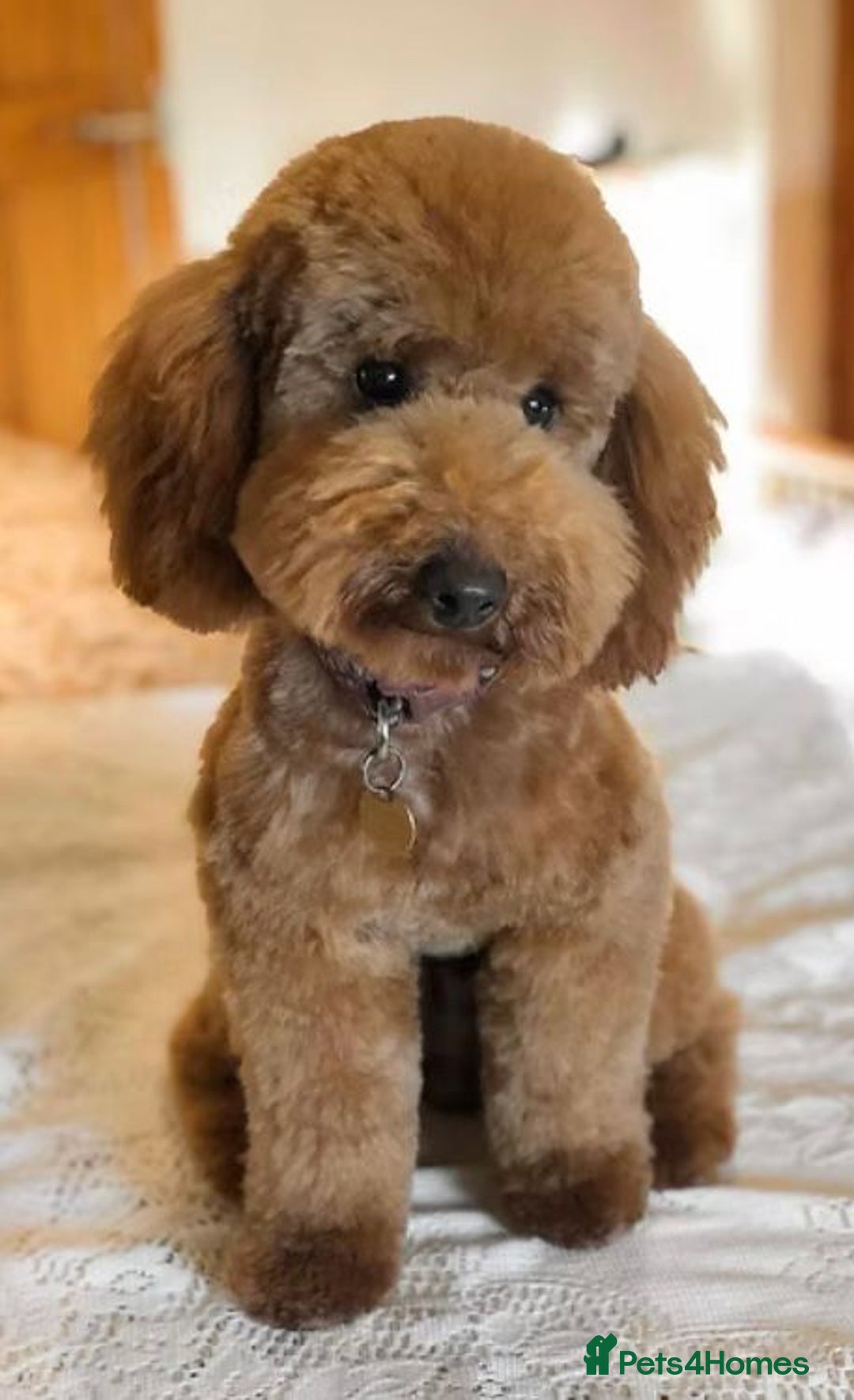 Cockapoo dogs for sale: Extensively health tested F1b Faux red cockapoo - Image 6