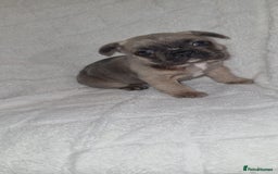 French Bulldog dogs for sale: 4 Gorgeous frenchies  - Advert 6