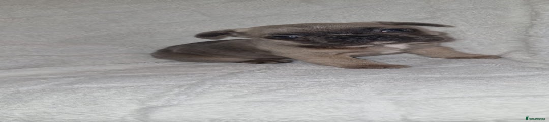 French Bulldog Puppy 4