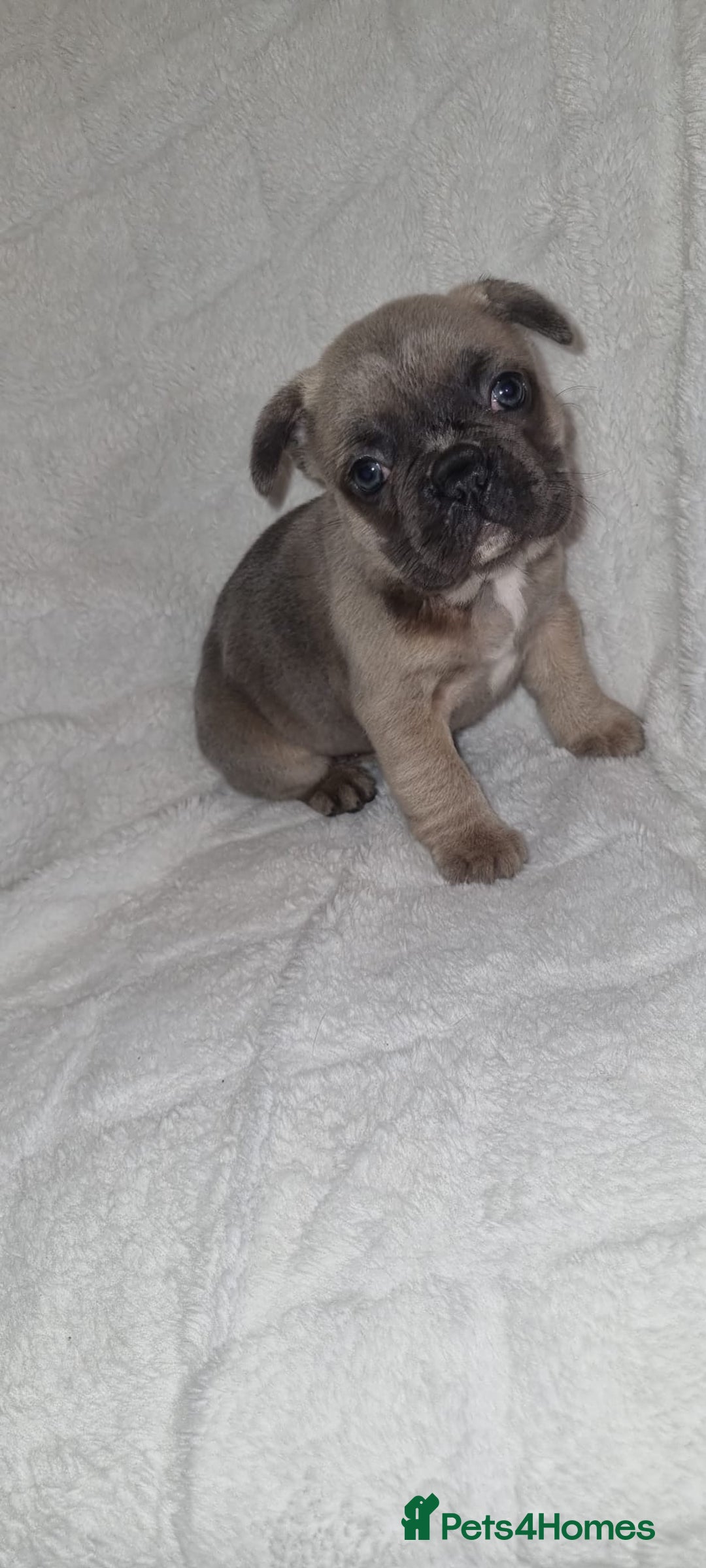 French Bulldog dogs for sale: 4 Gorgeous frenchies  - Advert 6