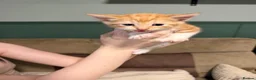 Domestic Shorthair cats for sale: Domestic Shorthair Ginger Kittens  - Advert 8