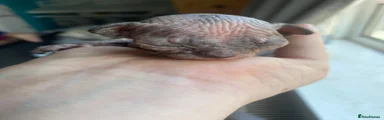 Sphynx 4