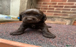 Cocker Spaniel dogs for sale: cocker spaniel pups ready for reserve - Image 12
