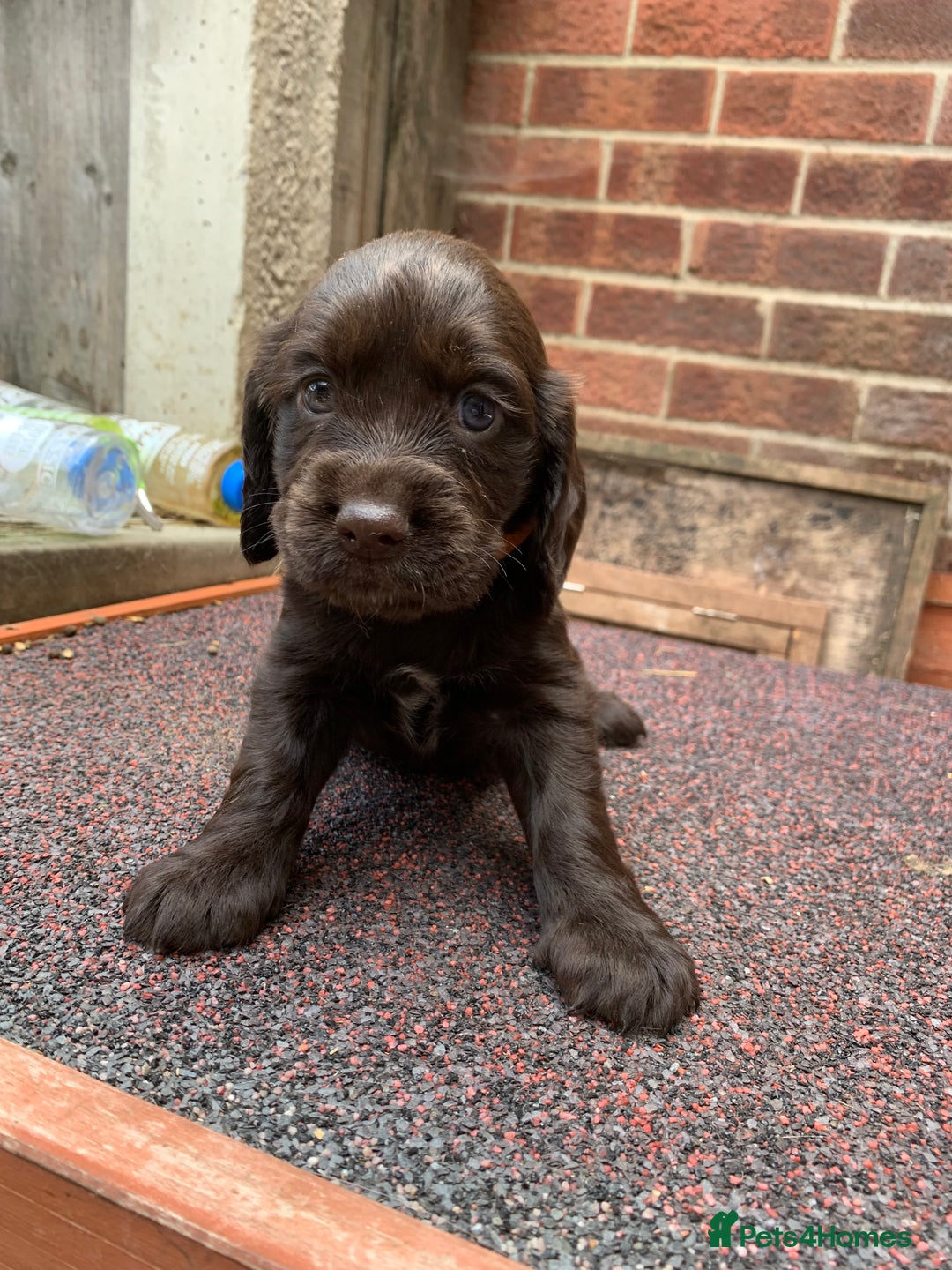 Cocker Spaniel dogs for sale: cocker spaniel pups ready for reserve - Image 12