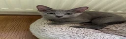 Russian Blue cats for sale: TICA 5* Pedigree Russian blue kittens - Advert 13
