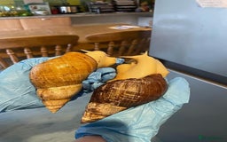 Snails invertebrates for sale: 2 African Land Snails (Fizz and Wizz) - Advert 2