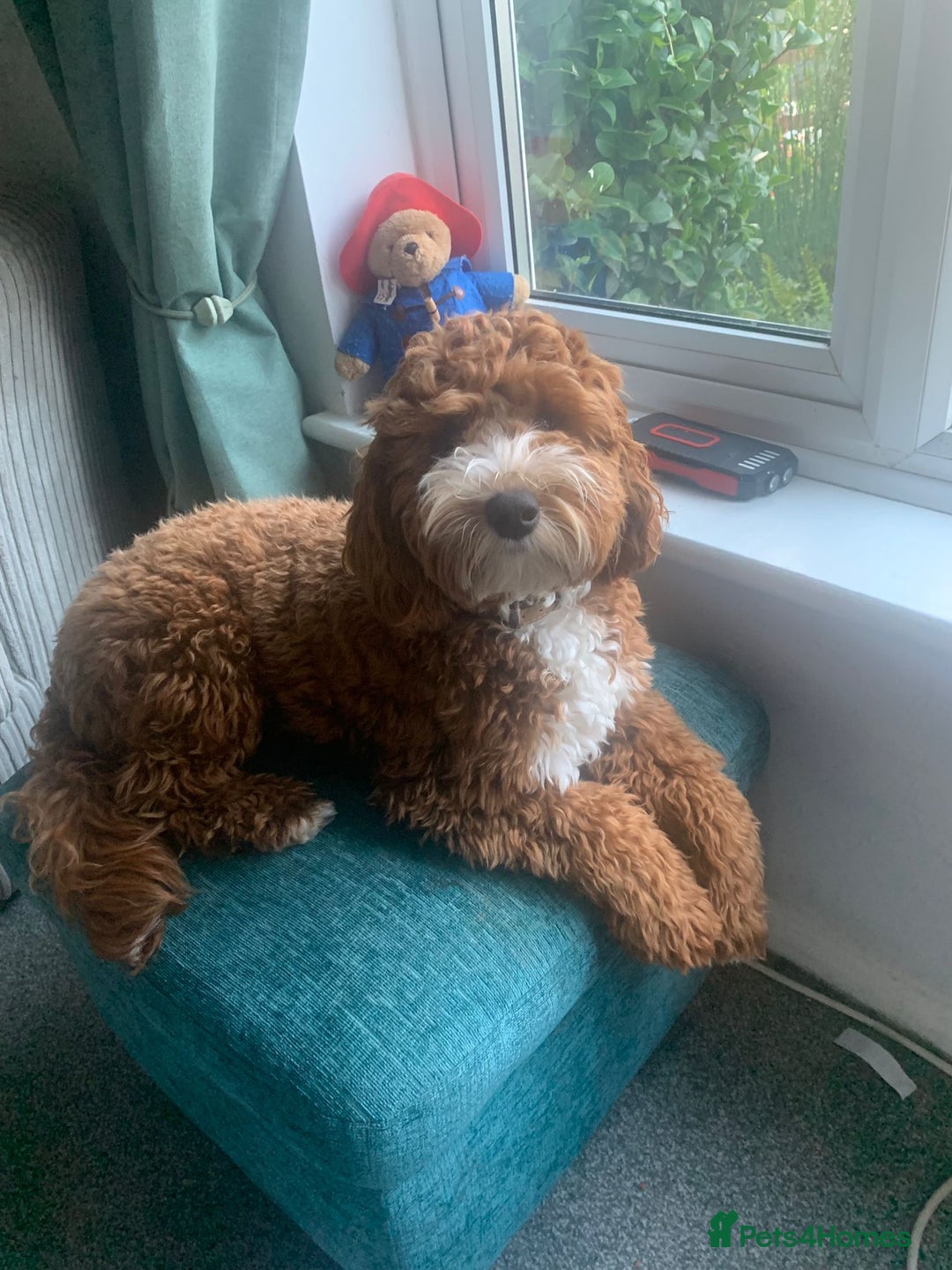 Cockapoo dogs for sale: 11 month old cockapoo  - Image 1