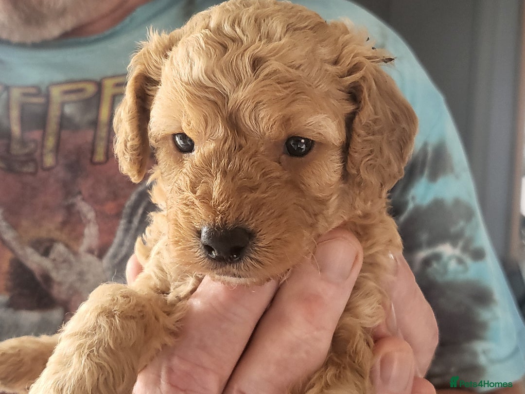 Cavapoo dogs for sale: Cavapoo Puppies for Sale F1B £950 - Image 2