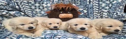 Golden Retriever dogs for sale: Golden Retreiver puppy’s in Chichester - Advert 1