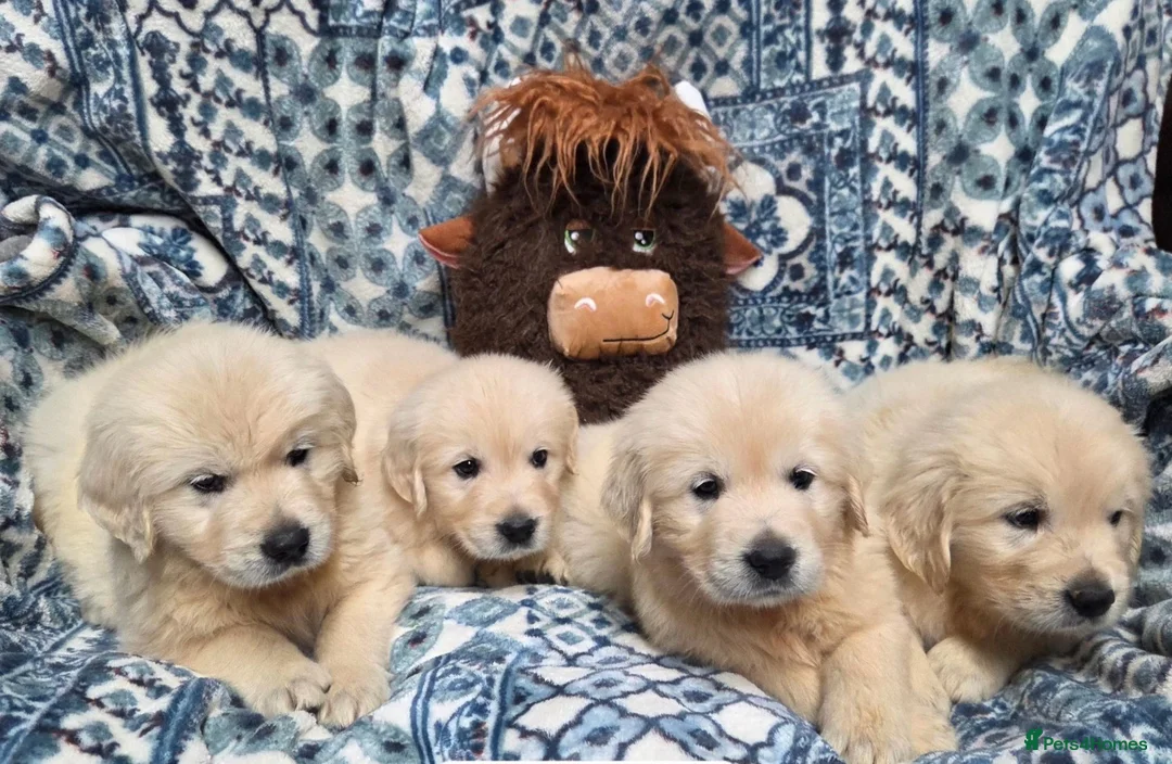 Golden Retriever dogs for sale: Golden Retreiver puppy’s in Chichester - Advert 1