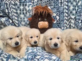 Golden Retriever dogs Golden Retreiver puppy’s - Advert 3