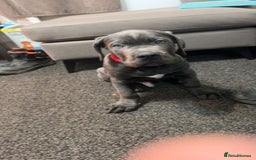 Cane Corso dogs for sale: Cane corso 11 week - Image 1