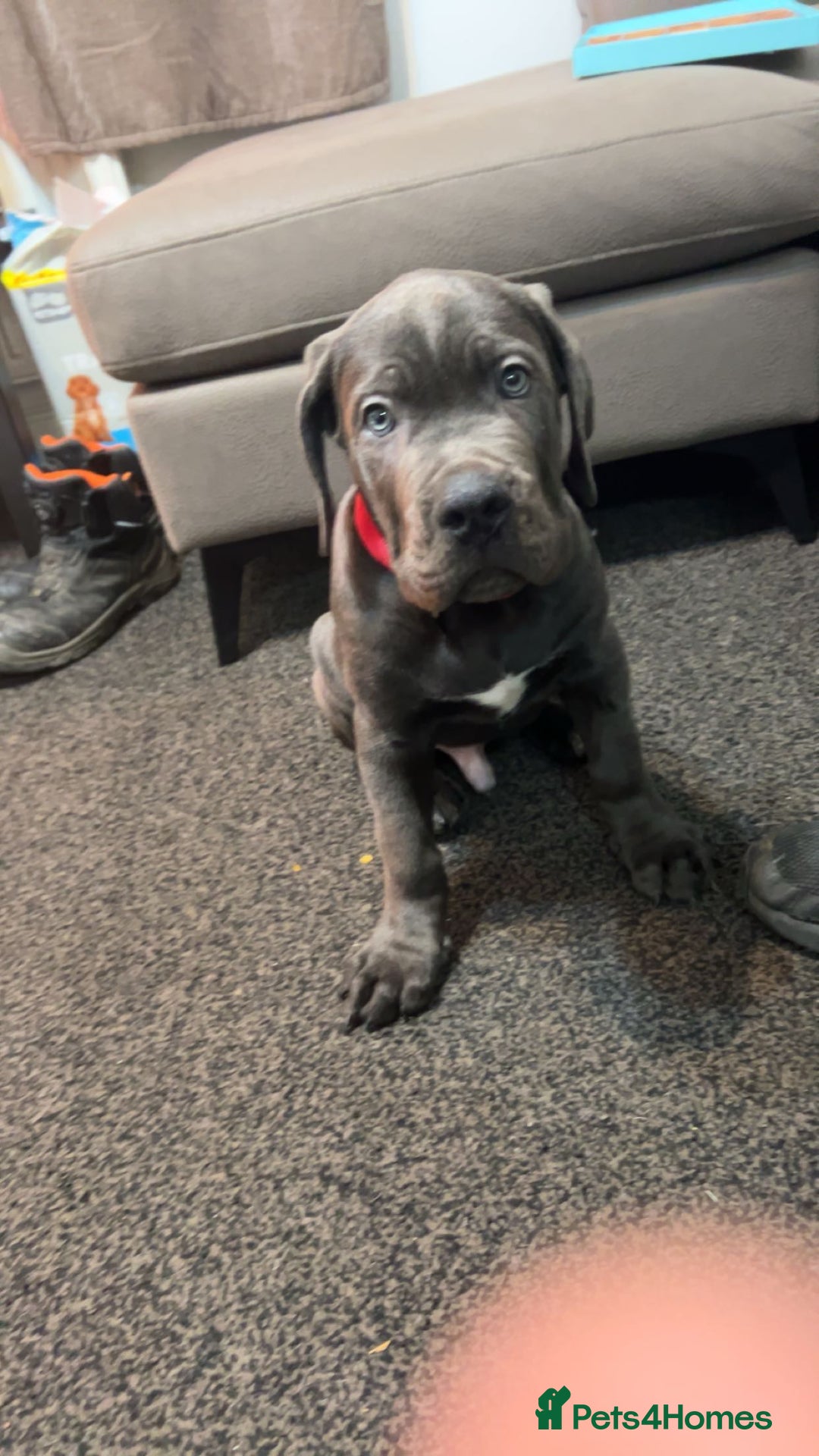 Cane Corso dogs for sale: Cane corso 11 week - Image 1