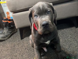 Cane Corso dogs - Advert 1