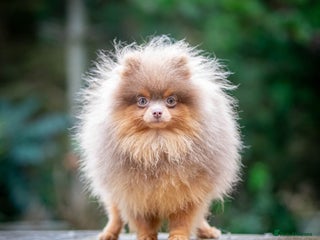 Pomeranian dogs in Pontefract - Advert 21
