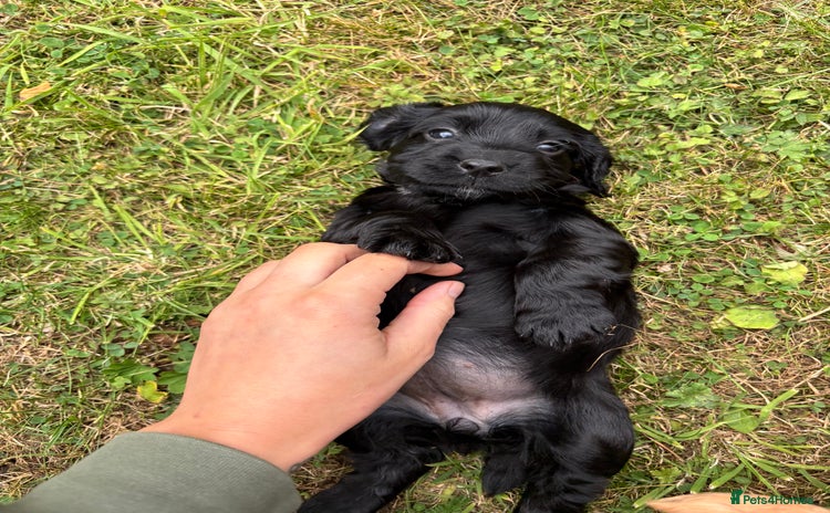Cocker Spaniel dogs - Advert 2