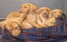 Labrador Retriever dogs for sale: Beautiful Red Fox Labrador Puppies – Ready Now! 🐾 - Image 3