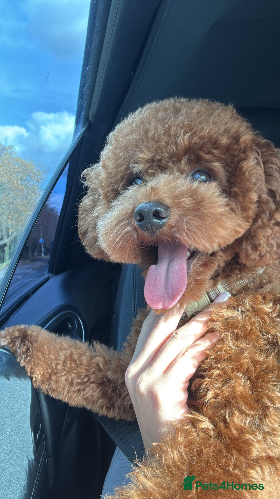 Toy Poodle dogs for stud: Asian toy poodle  - Advert 1