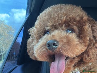 Toy Poodle dogs Asian toy poodle - Advert 11