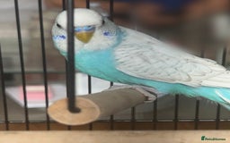 Budgerigars birds for sale: Male & Female Budgies Must Go Together - Image 2