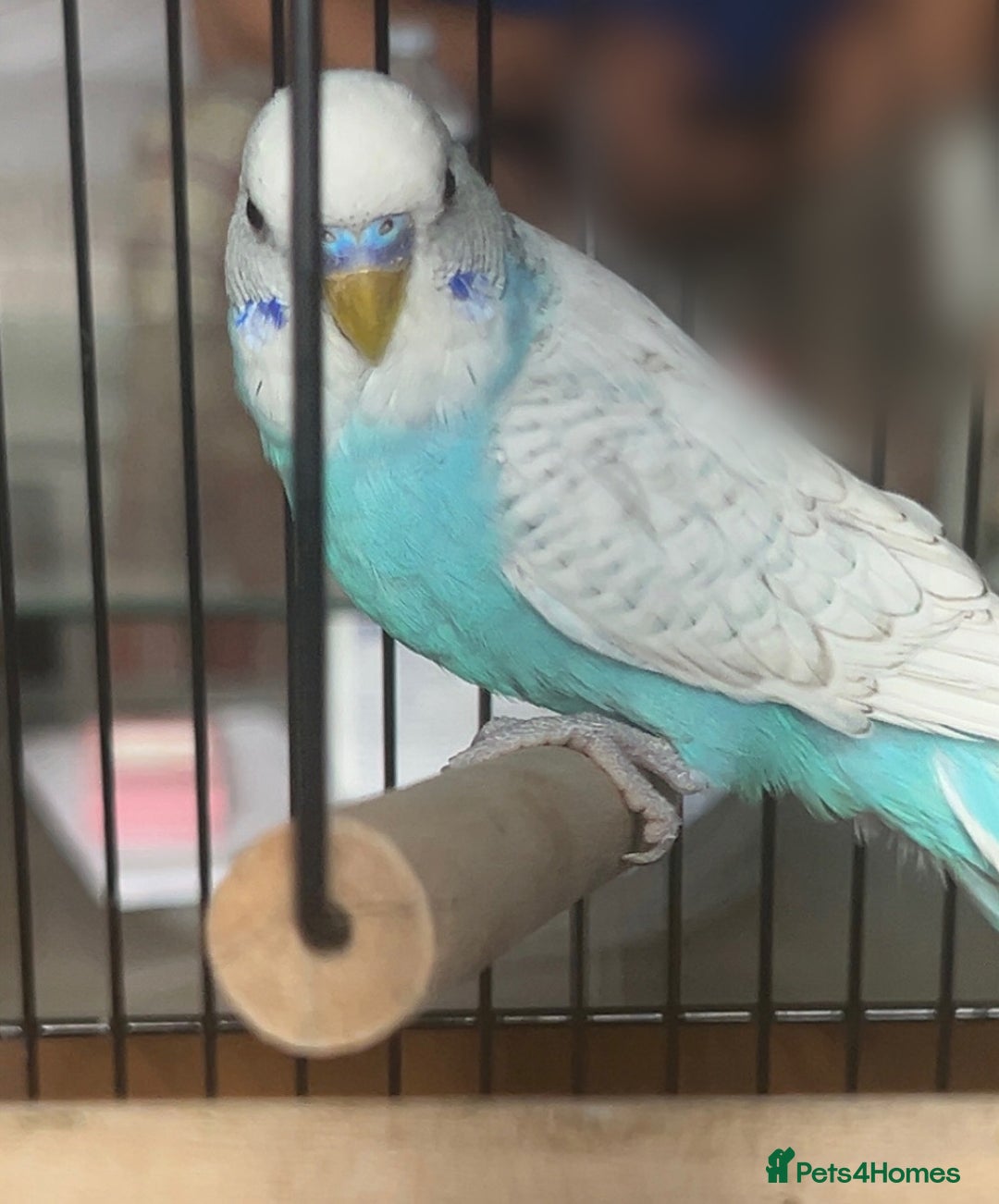 Budgerigars birds for sale: Male & Female Budgies Must Go Together - Image 2