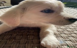 Golden Retriever dogs for sale: Beautiful Golden Retriever girl - Image 3
